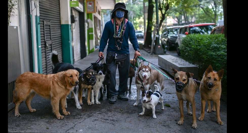 Paseador de mascotas staffnannies